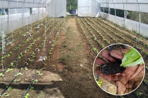 Salata je kraljica jeseni: Kako je posaditi?