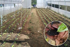 Salata je kraljica jeseni: Kako je posaditi?