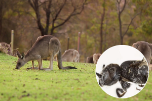 Vražja pčela iz Australije? Otkrivena nova domaća vrsta