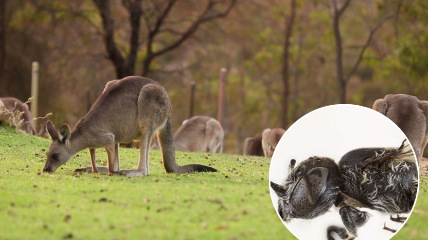 Vražja pčela iz Australije? Otkrivena nova domaća vrsta