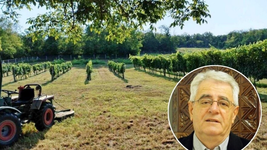 Jakov kuri, Ana žari