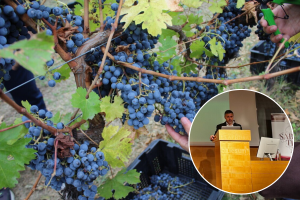 Svjetska potrošnja vina najniža od 1961., gdje je tu Hrvatska koja gubi - i hektare i litre?