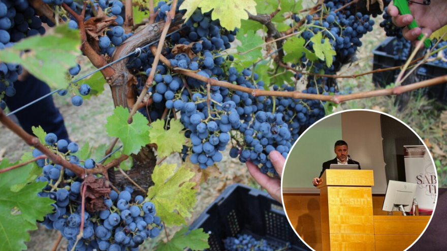 Svjetska potrošnja vina najniža od 1961., gdje je tu Hrvatska koja gubi - i hektare i litre?