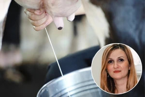 Aflatoksin M1 je najkancerogeniji: Utvrđivanje njegove koncentracije u mlijeku uskoro u Tuzli