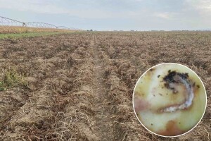 Kritičan period za zaštitu poznih sorti krompira od moljca