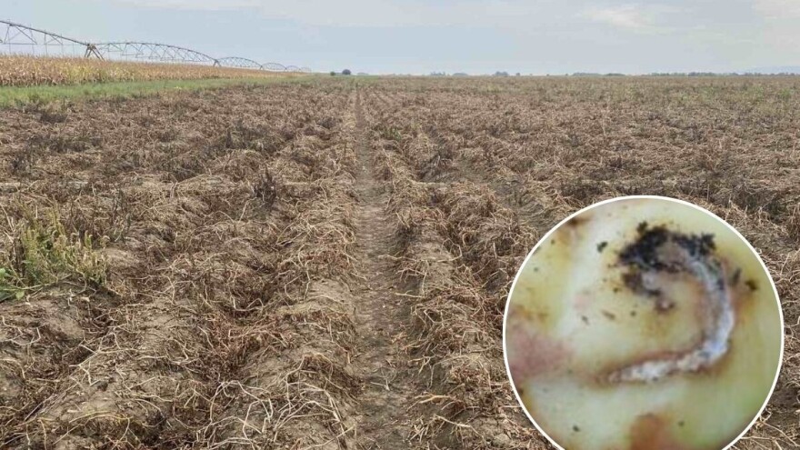 Kritičan period za zaštitu poznih sorti krompira od moljca