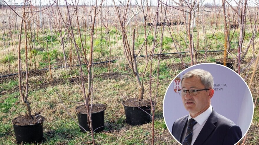 Glamočić: "Država naredne godine vraća podsticaje za proizvođače sadnica"