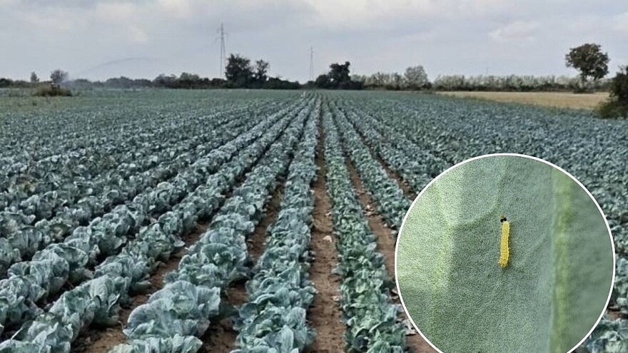 Kupus u osetljivoj fazi - problem prave moljac i mali kupusar. Šta preduzeti?