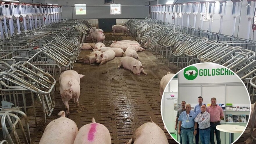 Ernest Goldschmidt: Stanje u svinjogojstvu je poljuljano, ali posla i dalje ima