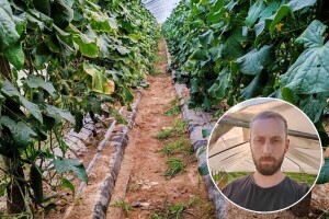 Prestali im otkupljivati urod: Podravski povrtlari bacili više od deset tona paprike i krastavaca