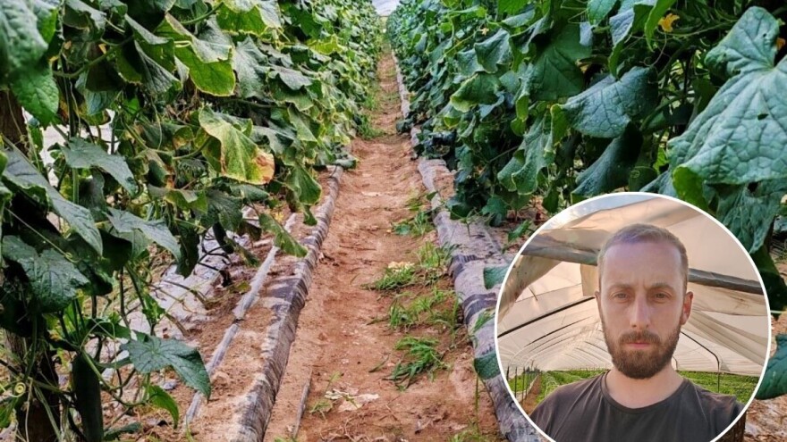 Prestali im otkupljivati urod: Podravski povrtlari bacili više od deset tona paprike i krastavaca