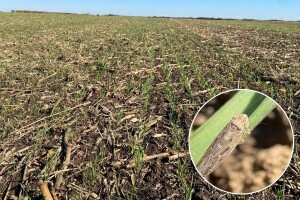 Oprez - vaši i cikade su prisutne u poniklim usevima ječma i pšenice!