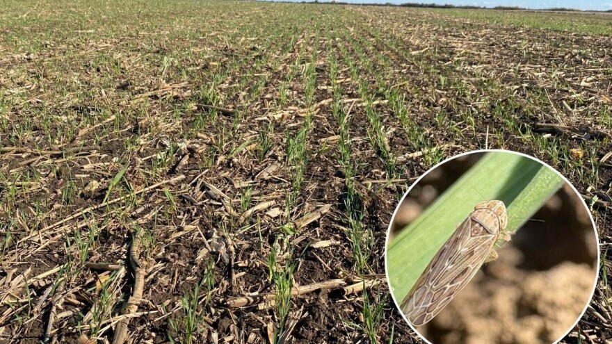 Oprez - vaši i cikade su prisutne u poniklim usevima ječma i pšenice!