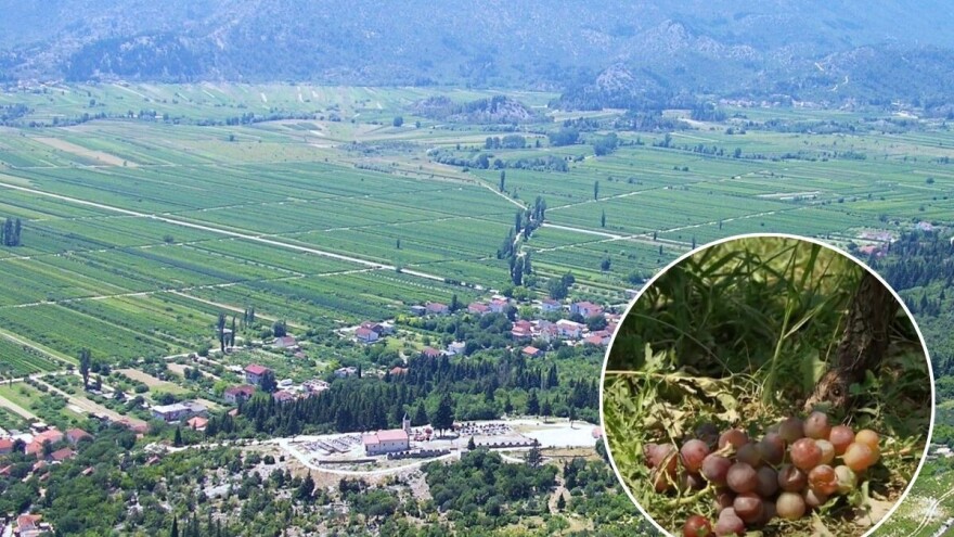 Lani poplava sada tuča - zrna veličine oraha potukla vinograde i voćnjake u zaleđu Ploča