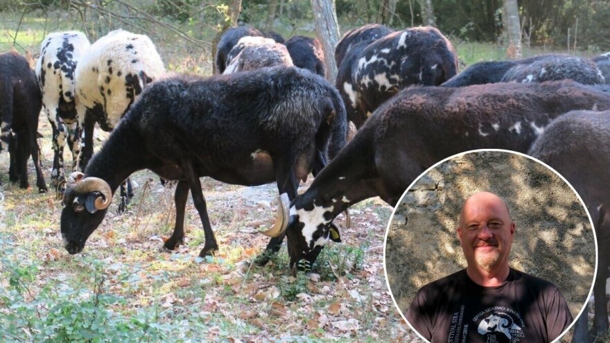 Najmliječnija od svih izvornih hrvatskih pasmina ovaca pred izumiranjem, a nadležni - ne trzaju?