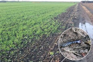 Žitni bauljar pravi štete u ozimim usjevima, kako mu stati na put?