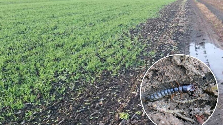 Žitni bauljar pravi štete u ozimim usjevima, kako mu stati na put?