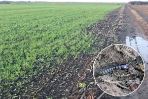 Žitni bauljar pravi štete u ozimim usevima, kako mu stati na put?