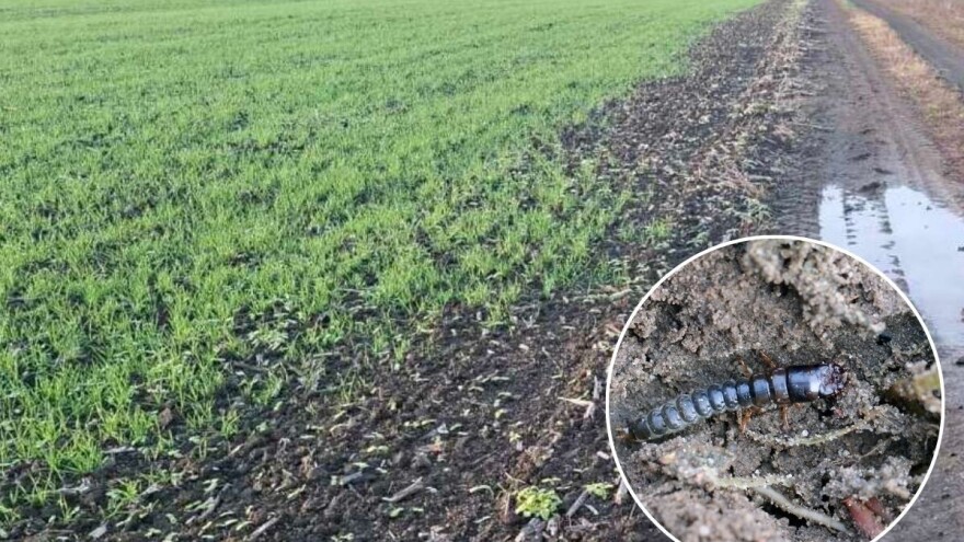 Žitni bauljar pravi štete u ozimim usevima, kako mu stati na put?