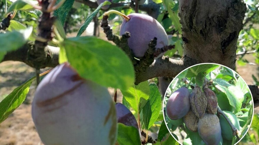 Zaštitite Stenlej od smotavca i truleži - vlažni uslovi pospešuju zarazu