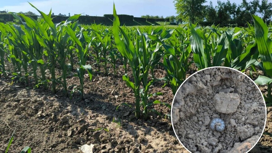 Sovice pozemljuše u kukuruzu - kako suzbiti štetnika?