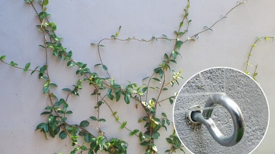 Kako napraviti "nevidljivi" potporanj za penjačicu