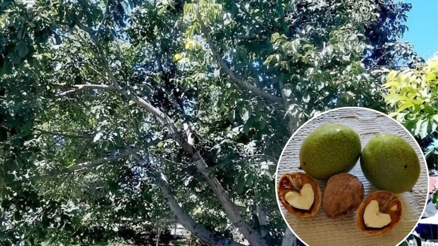 Još nije kasno obaviti drugi tretman protiv orahove muhe, evo s kojim sredstvima