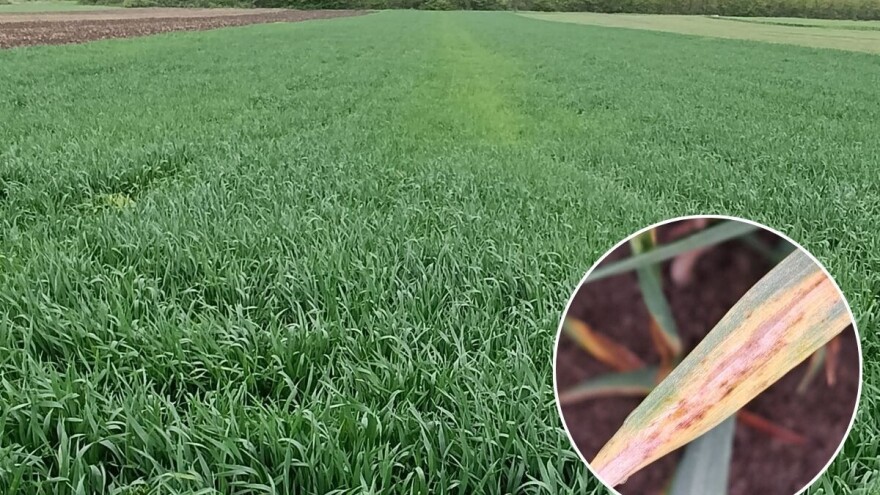 Žuto-mrka pegavost ove sezone dominira u usevima pšenice. Da li ste sproveli zaštitu?