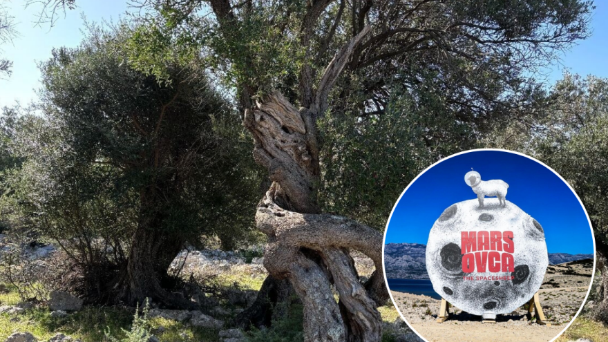 Nagrađena MarsOvca koja slavi pašku ovcu i otočku tradiciju