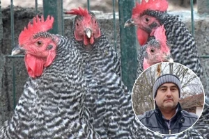 Kako koke Miše Popovića održavaju nosivost?