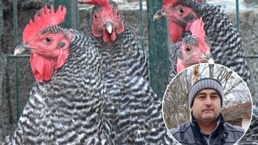 Kako koke Miše Popovića održavaju nosivost?