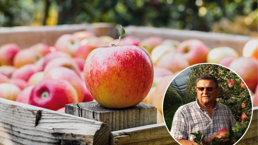 Uranila i berba jabuka - Hrvatska ponovno bilježi pad proizvodnje kraljice voća