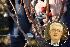 I bez sijanja Sunca rezidba vinograda i voćaka može se obavljati