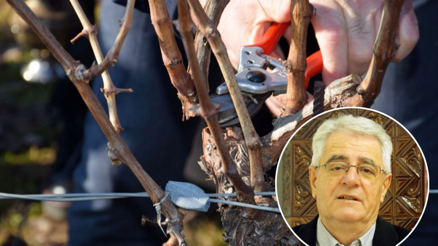 I bez sijanja Sunca rezidba vinograda i voćaka može se obavljati