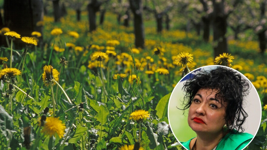 Teški metali iz tla dospijevaju u usjeve: Dvije biljne vrste mogu pomoći