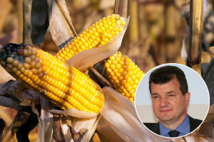 Nedić: "Sve je veći broj pozitivnih uzoraka na aflatoksin, pojačati oprez"