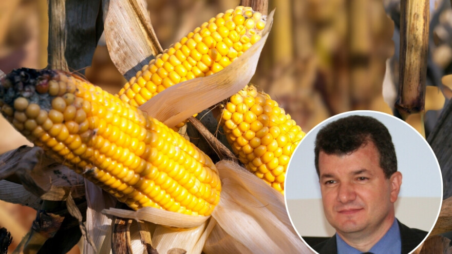 Nedić: "Sve je veći broj pozitivnih uzoraka na aflatoksin, pojačati oprez"