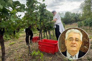 Izreka kaže: Rujanska kiša zlato je njivama, a otrov vinogradima. Tko će imati razloga za veselje?