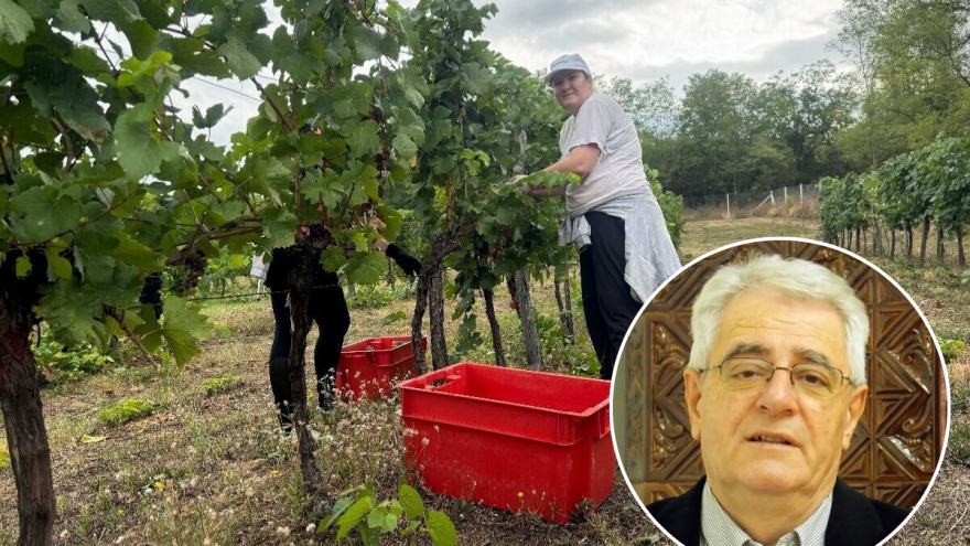 Izreka kaže: Rujanska kiša zlato je njivama, a otrov vinogradima. Tko će imati razloga za veselje?