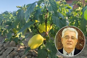 Vrijeme pogoduje žetvi, ali nedostatak oborine radi probleme povrtlarima