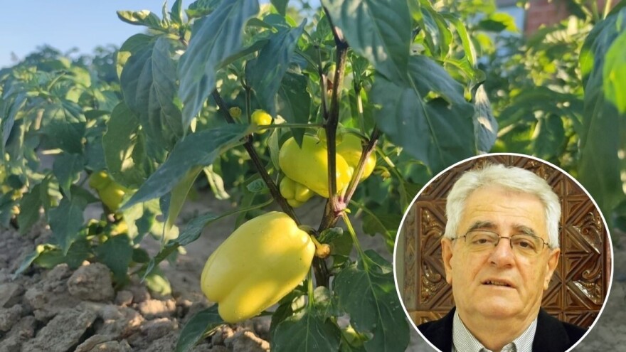 Vrijeme pogoduje žetvi, ali nedostatak oborine radi probleme povrtlarima