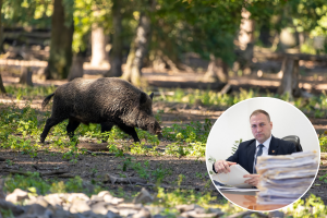 Radi suzbijanja afričke svinjske kuge naložen potpuni odstrjel divljih svinja