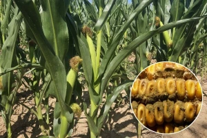 Kukuruz koji je odolio suši ulazi u novu fazu rizika: Reagujte na vrijeme!