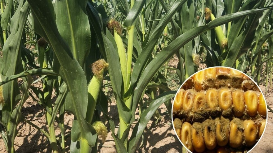 Kukuruz koji je odoleo suši ulazi u novu fazu rizika. Reagujte na vreme!