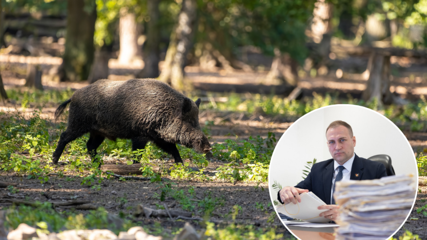 Radi suzbijanja afričke svinjske kuge naložen potpuni odstrjel divljih svinja