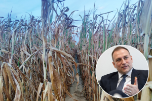 Za štete od suše svakom poljoprivrednom gospodarstvu do 42.000 eura potpora