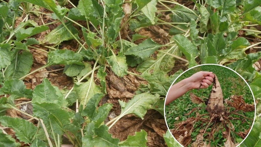 Šećerna repa pod stresom, uočeni simptomi gumoze. Mere zaštite ograničene, šta preduzeti?