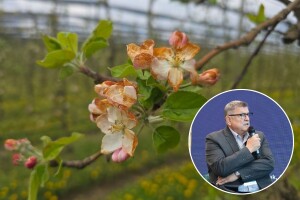 Crni mraz nanio najveće štete, voćari traže proglašenje elementarne nepogode