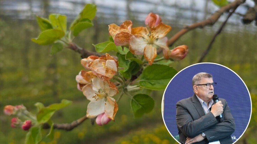 Crni mraz nanio najveće štete, voćari traže proglašenje elementarne nepogode