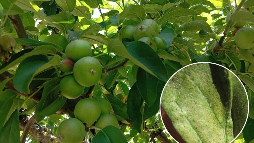 Uslovi tropskih temperatura pogoduju razvoju grinja, reagujte na vrijeme!